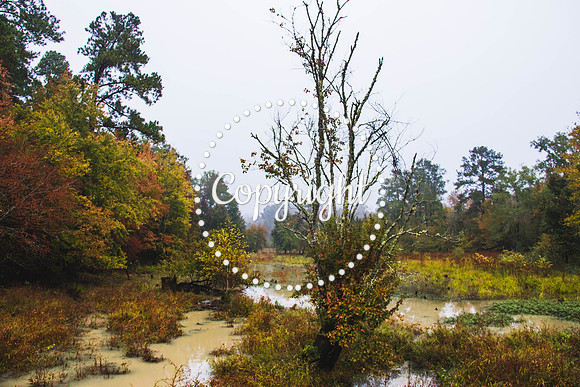 Fall Foilage