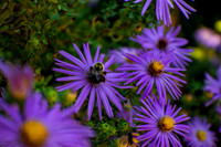 Duke Gardens