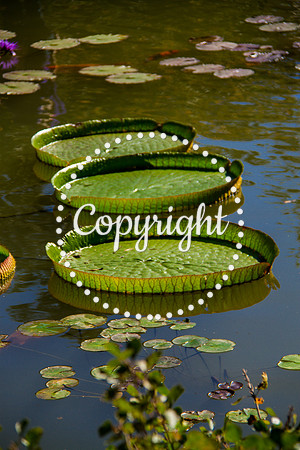Duke Gardens