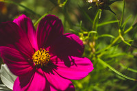 Duke Gardens