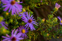 Duke Gardens