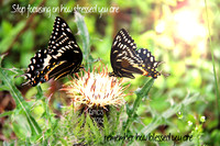 Quotable Photos
