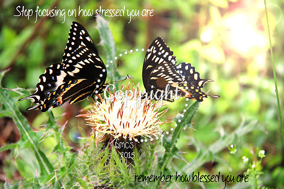 butterflies