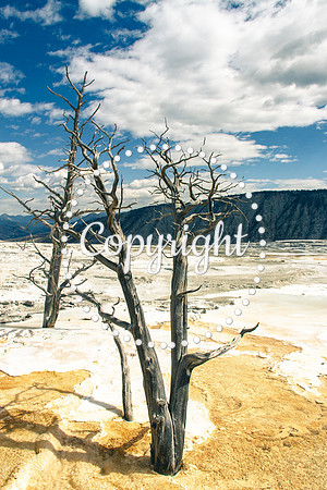 Yellowstone