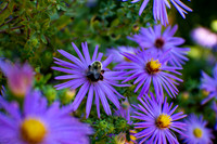 bumblebeeflower