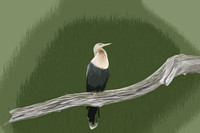 birdbranch6