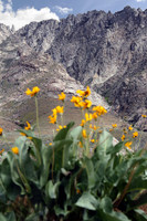 Northern NV
