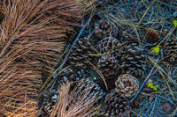 Plumas