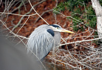 Hilton Head