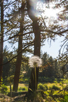 Plumas