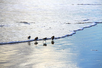 Hilton Head
