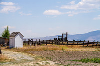 Plumas