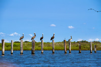 OBX