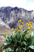 Northern NV