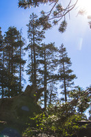 Plumas