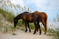 OBX