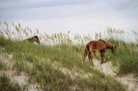 OBX