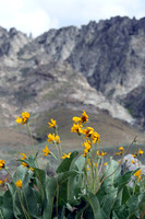 Northern NV