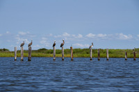 OBX