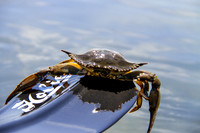 OBX