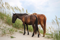 OBX