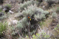 Northern NV