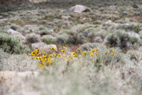 Northern NV