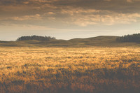 Buffalo/Bison