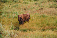 Buffalo/Bison