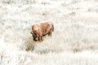 Buffalo/Bison