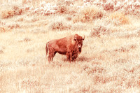 Buffalo/Bison