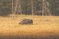 Buffalo/Bison