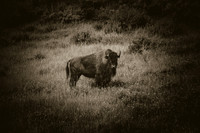 Buffalo/Bison