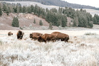 Buffalo/Bison