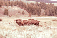 Buffalo/Bison