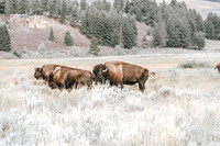 Buffalo/Bison