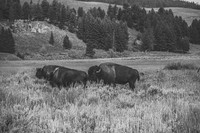 Buffalo/Bison
