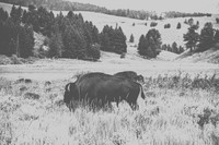 Buffalo/Bison