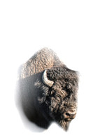 Buffalo White