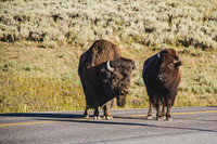 Buffalo/Bison
