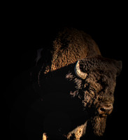 Buffalo Black
