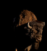 Buffalo Black