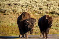 Buffalo Love