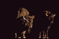 Buffalo Drawing