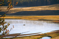 Buffalo in Water