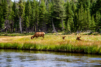 Deer