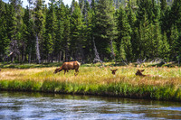 Deer