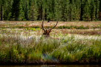 Deer
