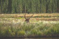 Deer