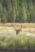 Deer